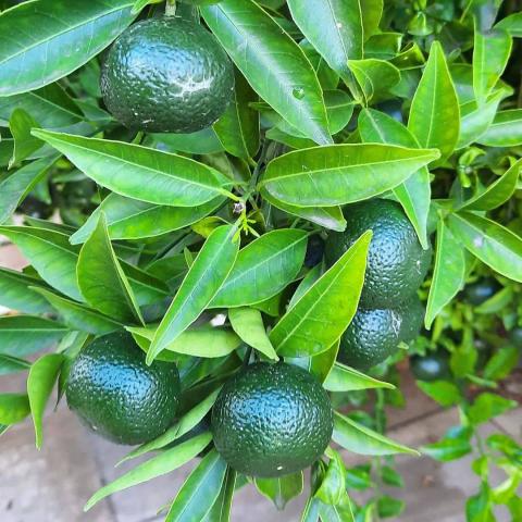 Citrus Aurantium Bergamia Fruits