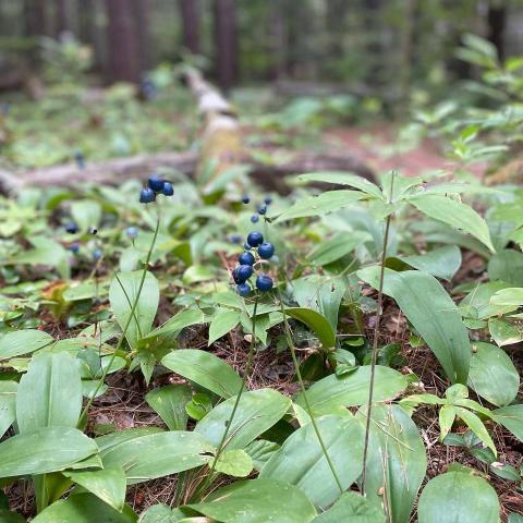Clintonia Borealis