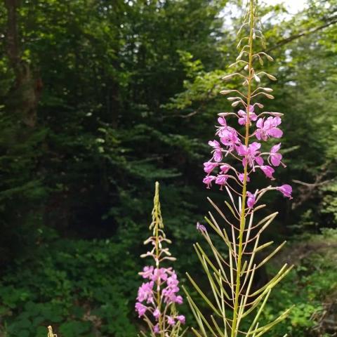 Canadian Willow Herb