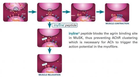 Acetyl Hexapeptide-30 Action