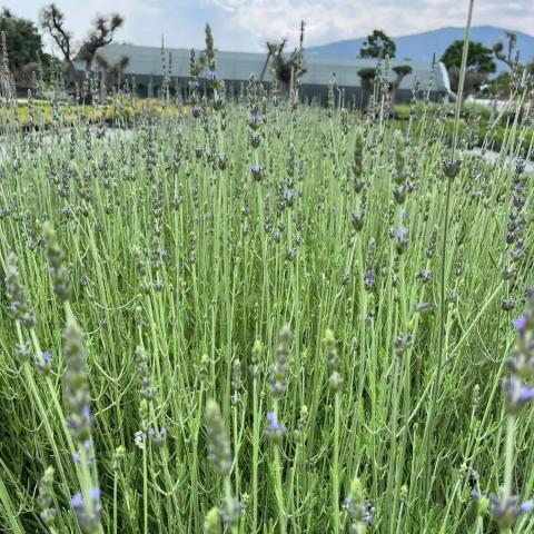 Lavandula Angustifolia