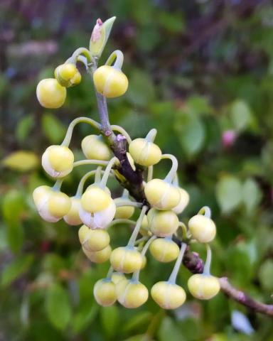 Litsea Cubeba