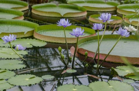 Giant waterlily or Blue waterlily