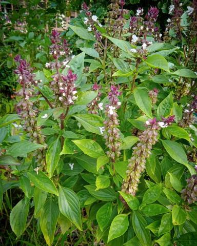 Sweet Basil