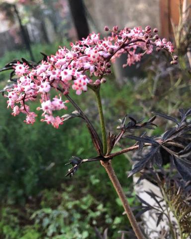 Sambucus Nigra Flower