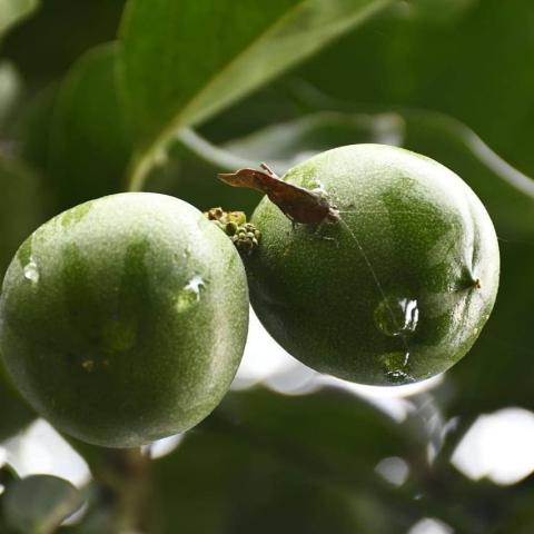 Colombian Amazon tree called Cacay