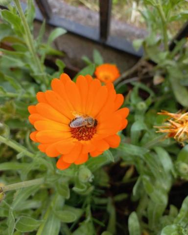 Calendula