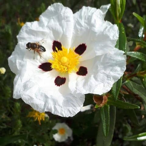 Cistus Ladaniferus Leaf