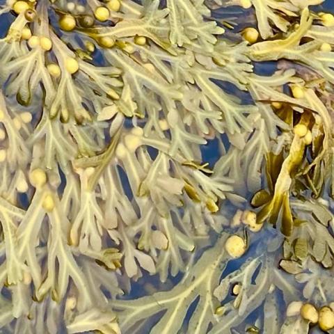 Bladder Wrack (Fucus vesiculosus)