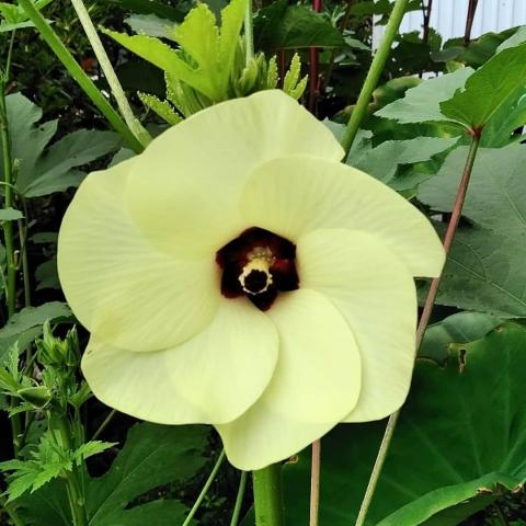 Hibiscus esculentus
