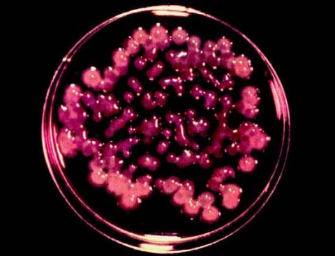 bacterium Pseudoalteromonas Antarctica