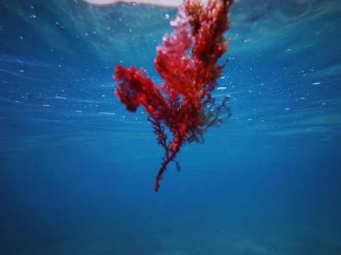 Arginine - red algae