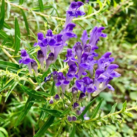 Scutellaria Baicalensis