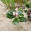 West African Bearberry