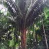 Babassu Palm