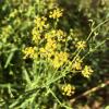 Bupleurum Chinensis