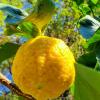 Citrus Medica Limonum