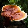 Mannentake mushroom