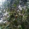 Macadamia Ternifolia fruit