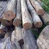Balsam Peru wood