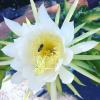 Cereus Grandiflorus