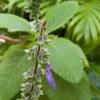 Coleus Barbatus