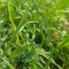 Polygonum Aviculare Extract Polygonum Aviculare Extract