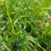 Common Knotgrass