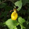 Lady's Slipper