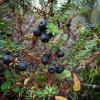 Empetrum nigrum berries
