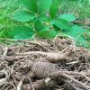 Ginseng (Panax root) extract
