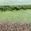 Green microscopic Algae bloom in water