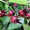Roselle (Hibiscus Sabdariffa) flower extract