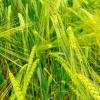 Barley (Hordeum Vulgare) extract