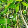 Macadamia tree and fruits