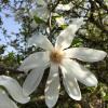Magnolia officialis flower