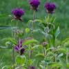 Bee balm