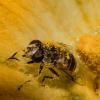 Honeybee in pollen granules