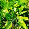 Sorrel (Rumex Acetosa) leaf extract