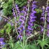 Chinese Red Root Salvia