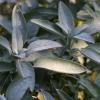 Sage (Salvia) leaf extract