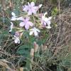 Soapwort