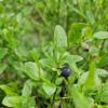 Bilberry