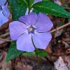 Lesser Periwinkle