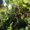 Wasp Spider