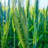 Triticum aestivum - Common wheat